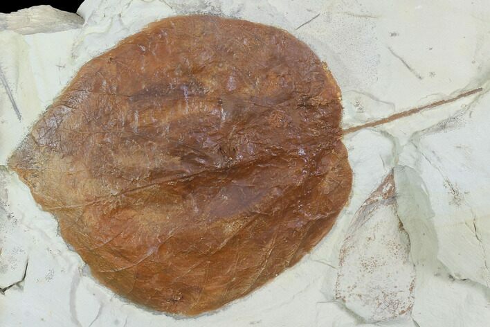 Fossil Leaf (Davidia) - Montana #101960
